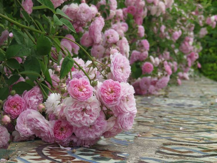 11203127_1002479076437577_3005181653577753676_n